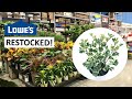 So Many Variegated Ficus Triangularis! 😍 Houseplants at Lowe’s Are Finally RESTOCKED!