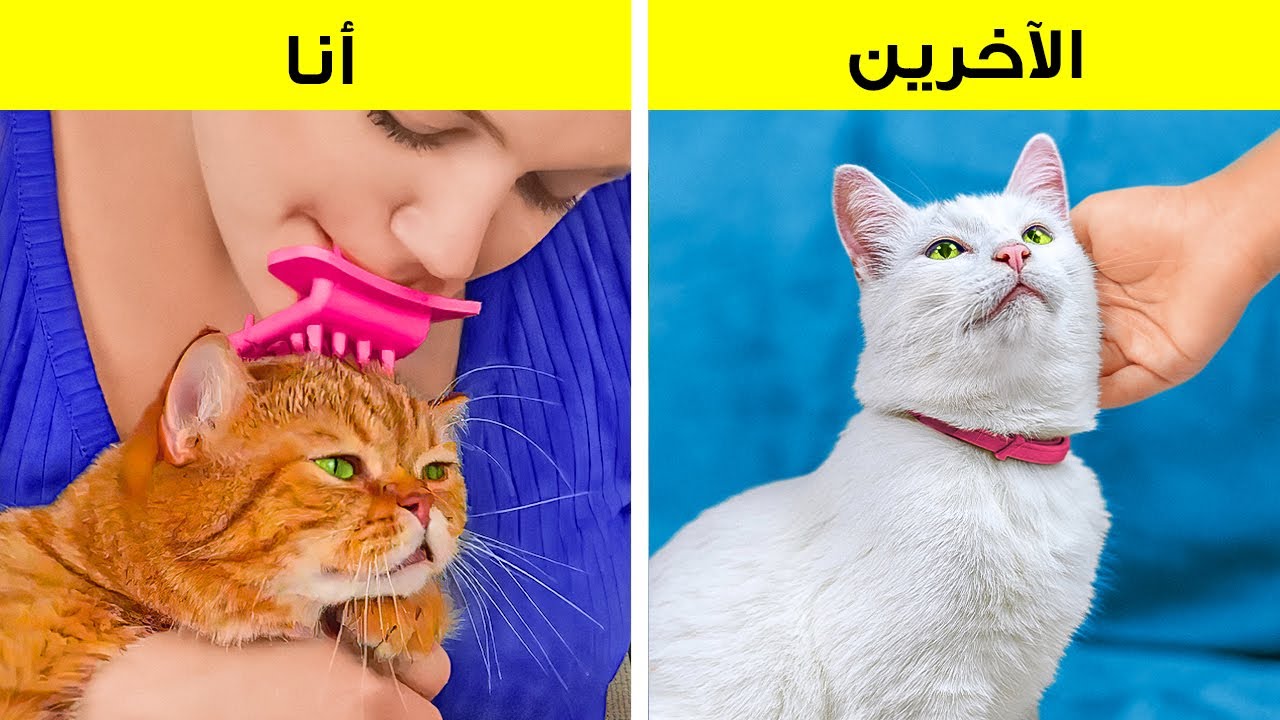حيل لطيفة وأدوات مبتكرة لأصحاب القطط والكلاب الأليفة
