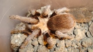 Oklahoma Brown Turantula by Zan Sullivan-Wilson 761 views 10 years ago 37 seconds