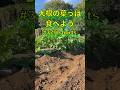 #shorts 大根の葉っぱを食べたい。まだ早いが大根を収穫する。 第379話 #オーガニック栽培