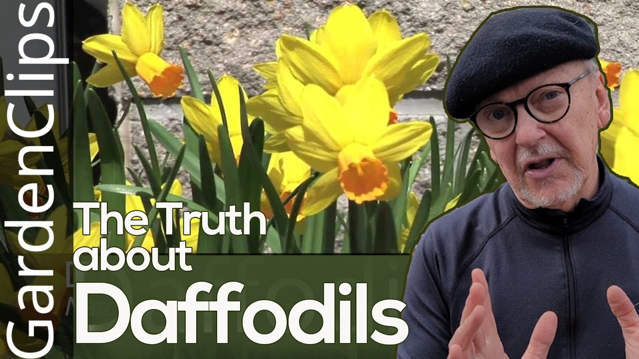 What do you do with daffodils after they flower?