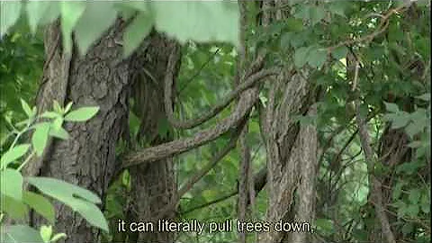 LITTLE THINGS big problems-- Invasive Plants In Our Parks