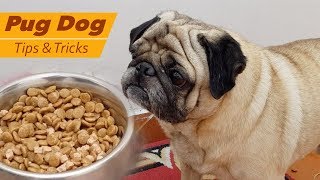 Dog / Puppy Feeding Problems  Dog / Puppy not eating his food / Pug Dog Food Diet