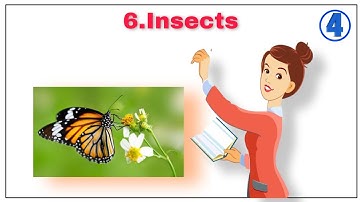 INSECTS I CLASS 4 SCIENCE I CHAPTER 6 IN ENGLISH AND HINDI(1)