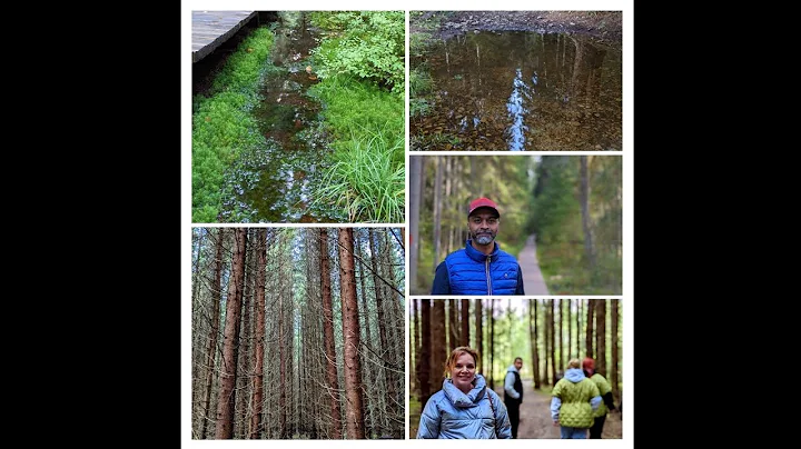 Walking in the beautiful woods of Tinovul Mare in ...