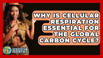 Why Is Cellular Respiration Essential For The Global Carbon Cycle? - Ecosystem Essentials