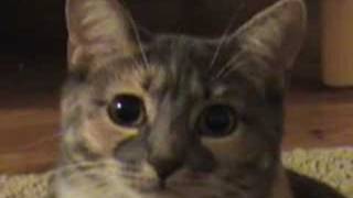 Dramatic Cat