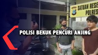 Tim Tarsius Bekuk Pelaku Pencuri Anjing