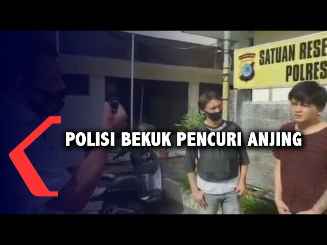 Tim Tarsius Bekuk Pelaku Pencuri Anjing class=