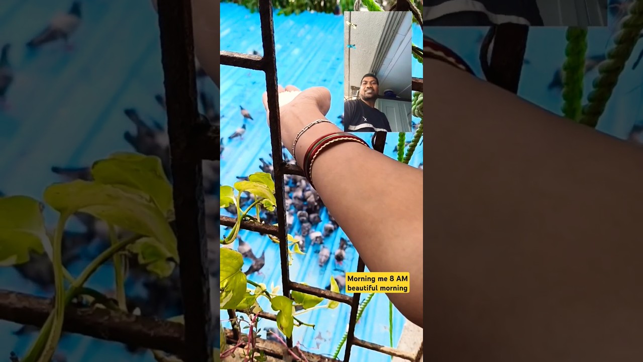 यार इनको 🕊️🕊️ दाना डालें......🙏🙏🥹