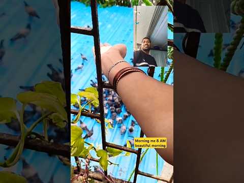 यार इनको 🕊️🕊️ दाना डालें......🙏🙏🥹