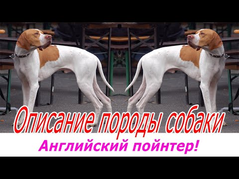 Английский пойнтер описание породы!