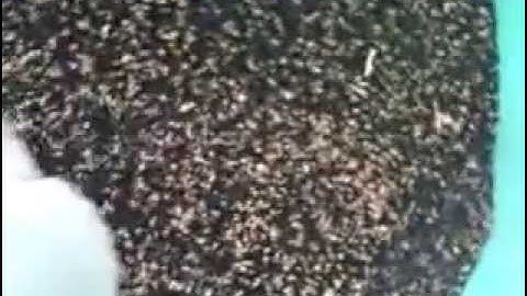 TAIHO Vegetable Seeds Color Sorter / Sorting Machine-Email: smarthonesty@yahoo.com