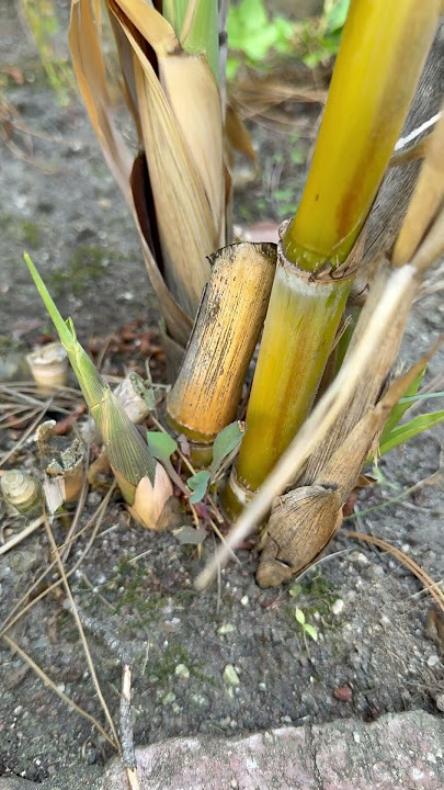 I wonder if sugar cane shoots is edible