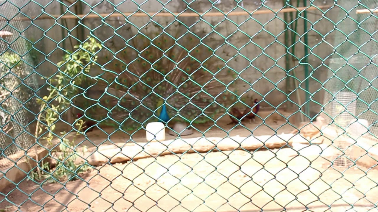 Peacock Dance Display - Peacocks Opening Feathers HD & Bird Sound