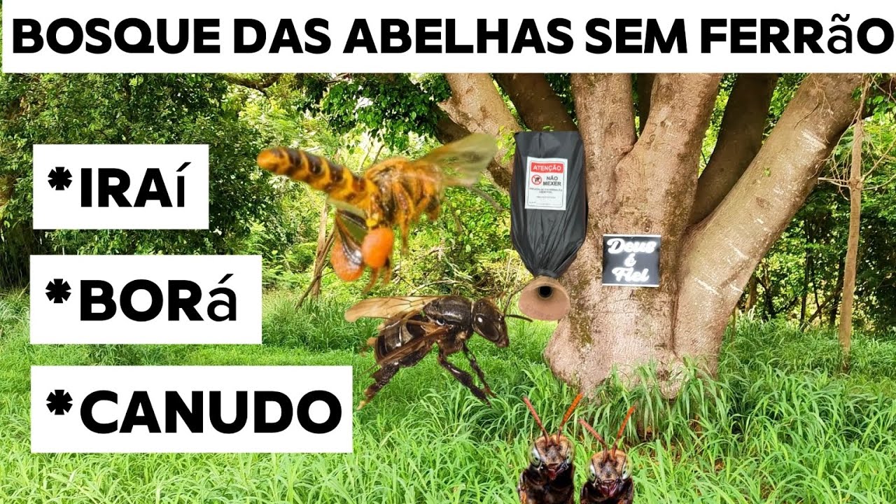 Capturas de abelhas sem ferrão, conferindo as iscas, #deus #abelhas #abelha #abelhasemferrao 