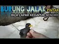 Burung Jalak Pintar Saat Lapar Ke Dapur Mp3 - Mp4 Download
