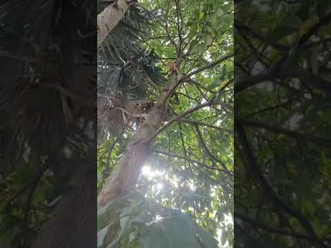 Kitty Suddenly Jumps from Tree to Owner || ViralHog