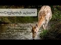 Եղջերուի պես- մինուս, կարաոկե/ Как лань желает