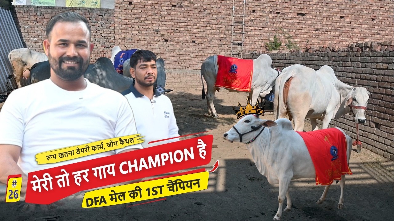 Каждая моя корова – чемпионка, чемпионка по крови! Молочная ферма Руп Хатана, Кайтхал