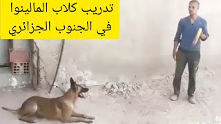 تدريب كلاب المالينوا في الجزائر