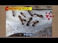 Муравьиный релакс ● Camponotus fellah