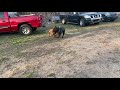 French mastiff and cane corso play fighting