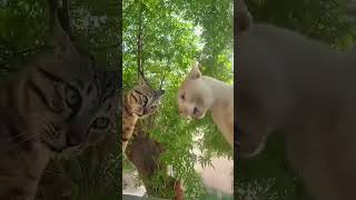 Komik kediler#cat #catvideos #kedi #catsshorts