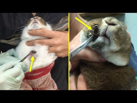 วีดีโอ: Botflies (ตัวหนอน) ใน Cats