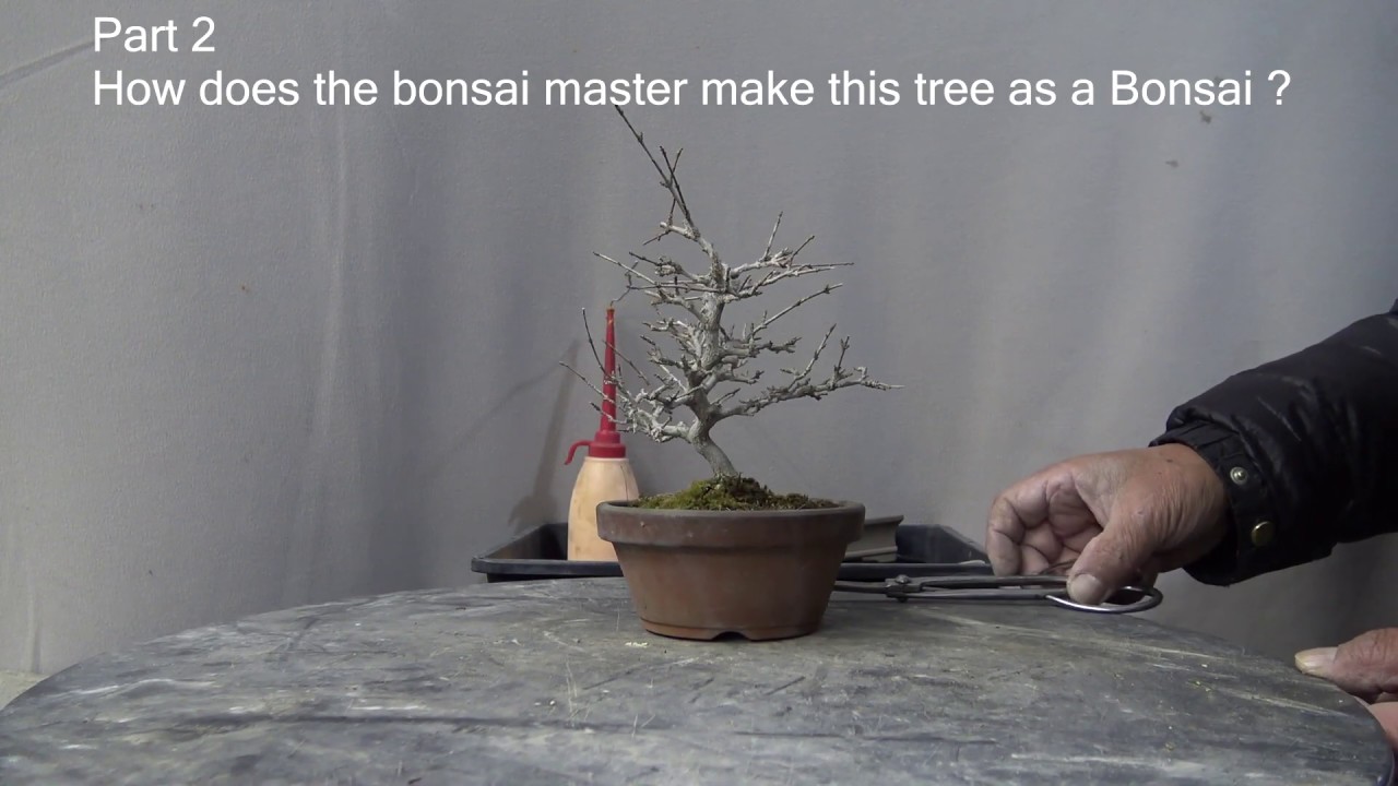 盆栽Bonsai 匂い楓NIOI KAEDE Maple Part 2.根合わせ NE AWASE - YouTube