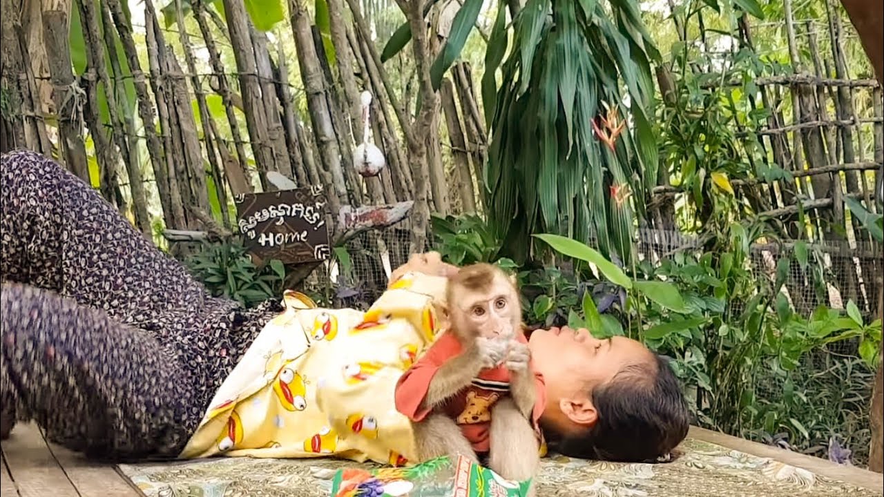 Cute Monkey Koko Waiting For Daddy And Tiny Yoko On The Tree