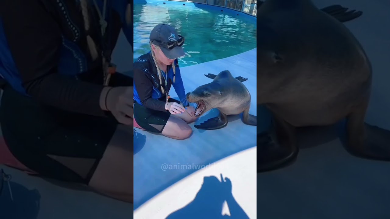 Funny sealion 🤣🤣🤣#funny #happy #sealions #animals # #funnyvideo