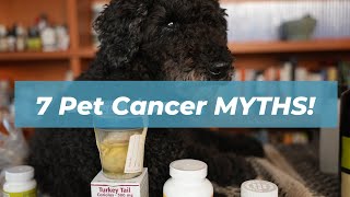 7 Shocking Myths About Dog and Cat Cancer  What You Need to Know