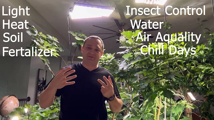 How to grow figs indoors. 8 main considerations. If I can do this, anyone can. Sweet figs all year