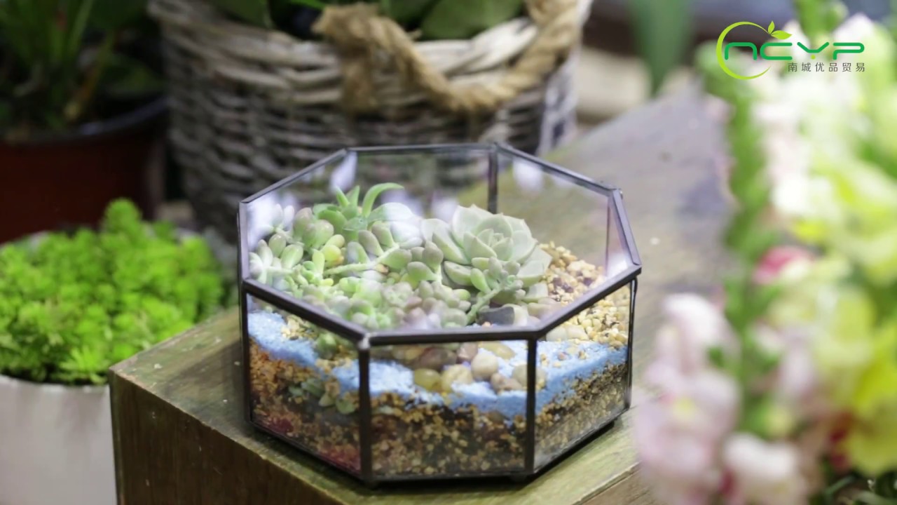NCYP Glass Eight Face Prism Geometric Terrarium with Succulent Demo