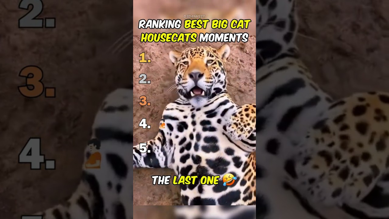 Ranking Best Big Cat Housecats Moments