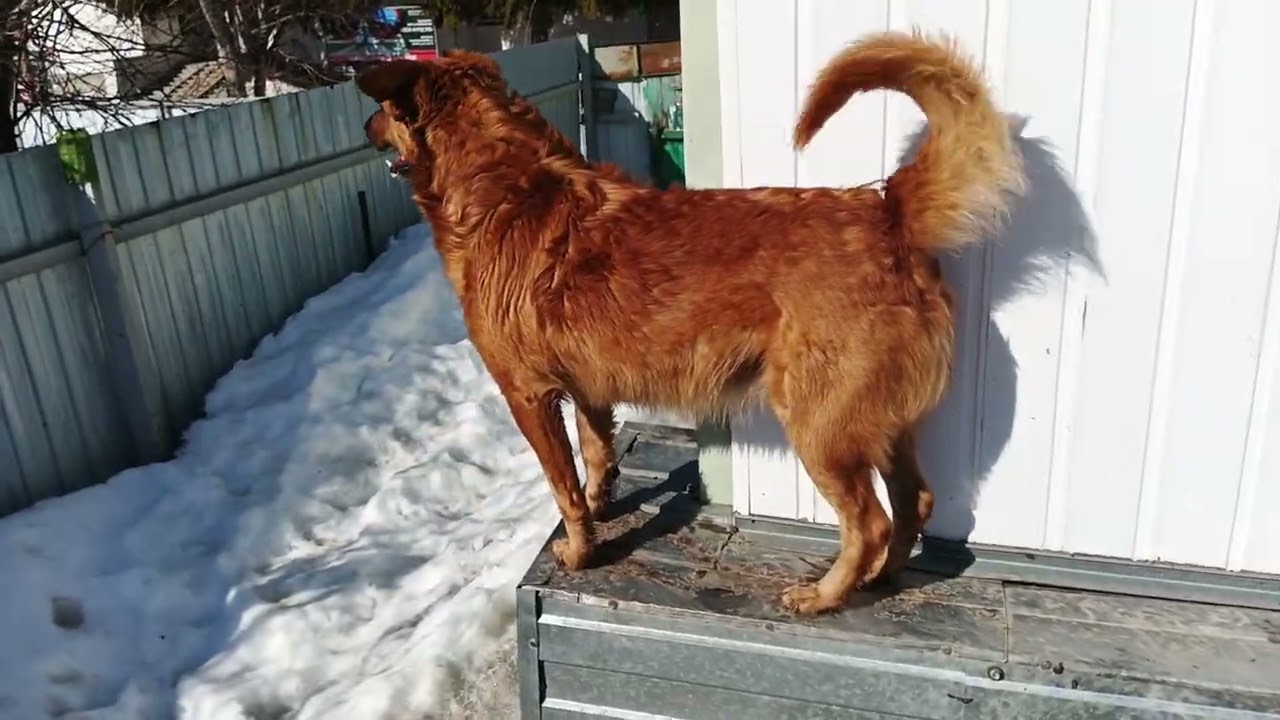 Соболь 8 марта.