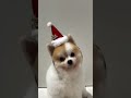 My Love #shorts #cute #viral #trending #usa #love #youtubeshorts #viralvideo #ytshorts #dog #short