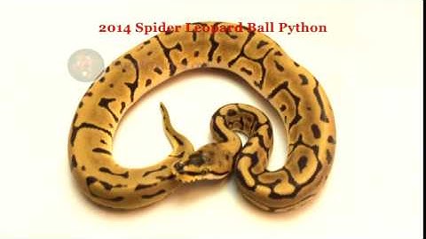2014 Spider Leopard Ball Python