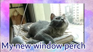 Unboxing Oster Sunny Seat Window - Mounted Cat Bed | Ashby the grey cat by Ashby the grey cat 2,363 views 4 years ago 5 minutes