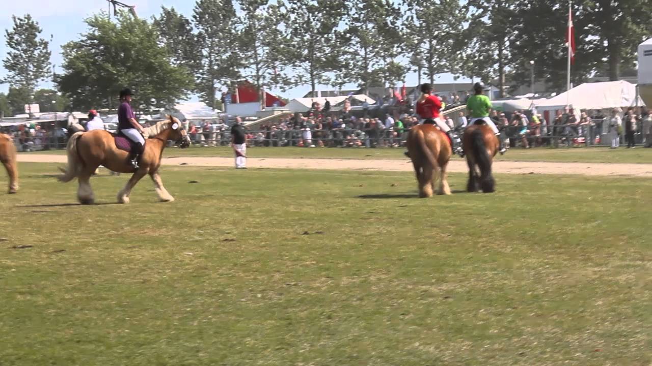 Landsskuet show fredag