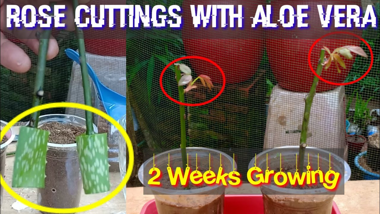 Tips Stek Bunga Mawar Dengan Lidah Buaya Agar Cepat Tumbuh | Rose Cuttings Using Aloe Vera