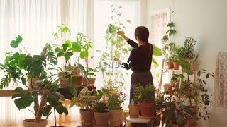 [vlog] Neat plant arrangement tips / Decorate your home with plants