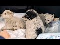 Реакция диких щенят которых спасли с ямы Везем домой купать rescue stray puppies