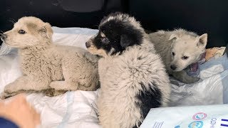 Реакция диких щенят которых спасли с ямы Везем домой купать rescue stray puppies Реакция диких щенят которых спасли с ямы Везем домой купать rescue stray puppies