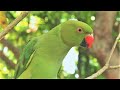 Parrot Chirping Sounds | Natural Parrot Sounds | Parrot Calling Sounds ||