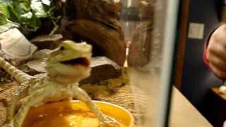 Bearded Dragon eats superworms
