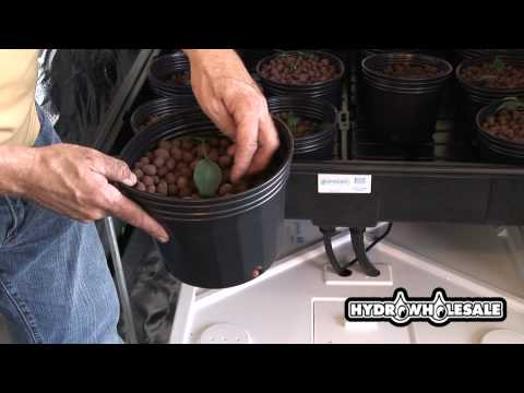 Hydroponic Rocks What Type Of Rocks Do You Grow Hydroponics With