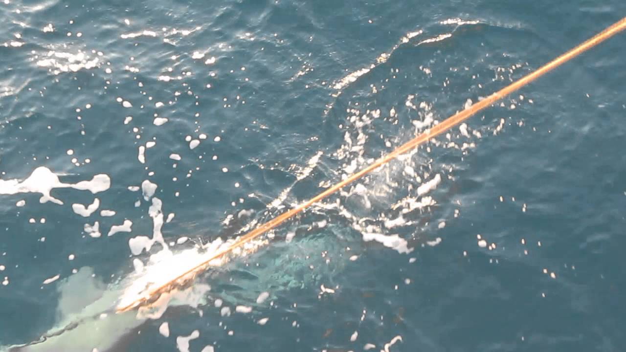 SHARK BITE HOOK WITHOUT BAIT (ΚΑΡΧΑΡΙΟΜΑΧΟΣ) YouTube
