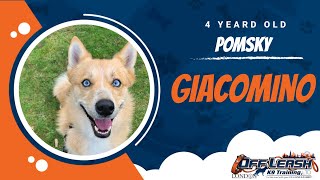 Best Pomsky Dog Training | Giacomino | Dog Training in London